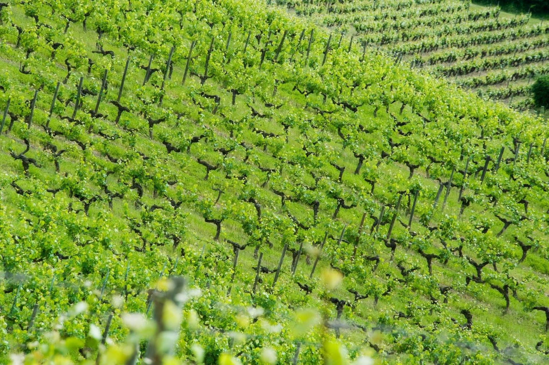Domaine De La Soucherie - Chambres D'Hotes Beaulieu-sur-Layon Ngoại thất bức ảnh