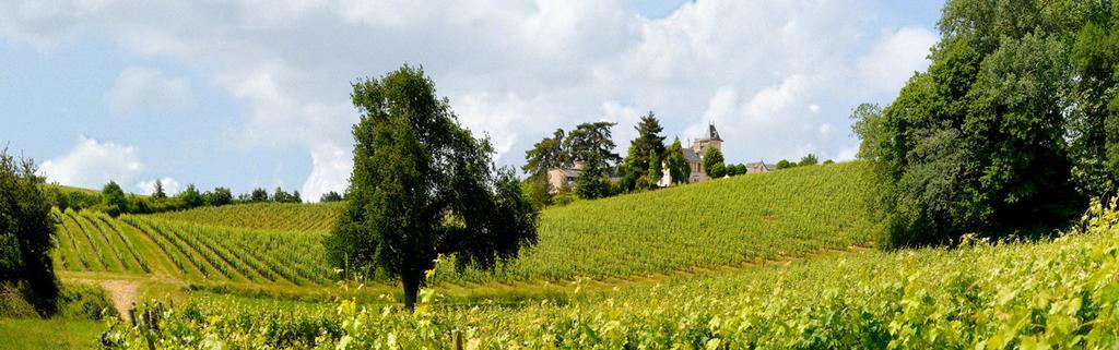 Domaine De La Soucherie - Chambres D'Hotes Beaulieu-sur-Layon Ngoại thất bức ảnh