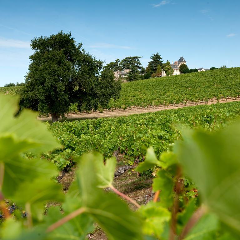 Domaine De La Soucherie - Chambres D'Hotes Beaulieu-sur-Layon Ngoại thất bức ảnh